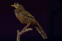 藏品(金翼白眉)的圖片